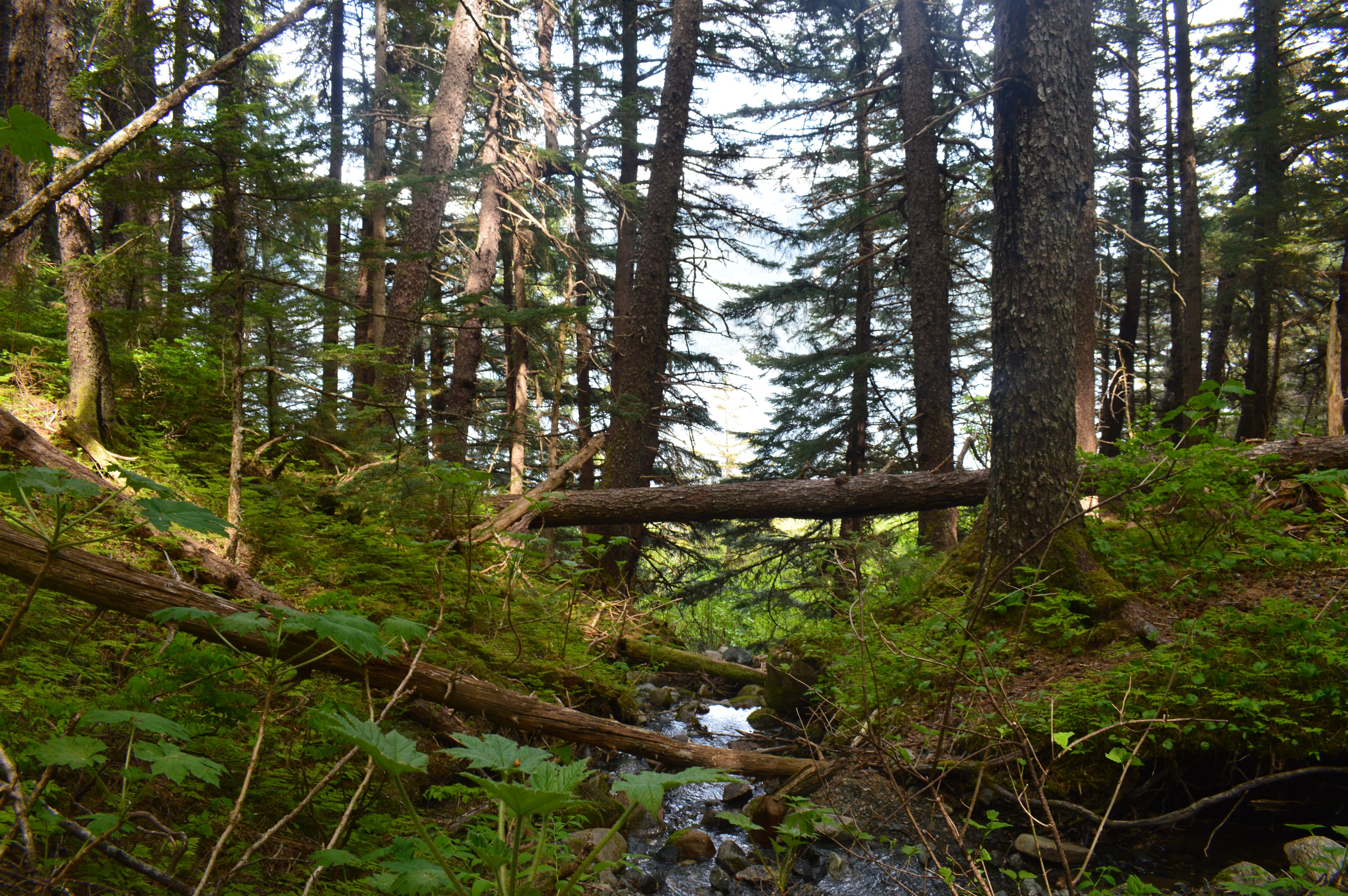 Misty old growth forest